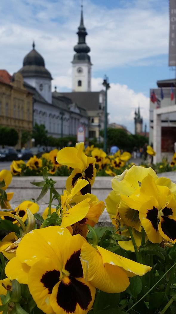 Mesto daruje kvety Mesto daruje kvety